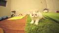 Synthetic Grass Mat For Pets Cage - Green. 