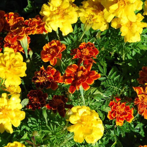 French Marigold Mix F1 Hybrid Winter Flower Seeds – Apnaugao Premium ...