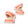 Dental Study Model | Dental Child Teeth Teaching Model | Typodont Demonstration Compatible with Teaching Studying Small Size. 