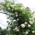 White Climbing Rose Flower Seeds. 