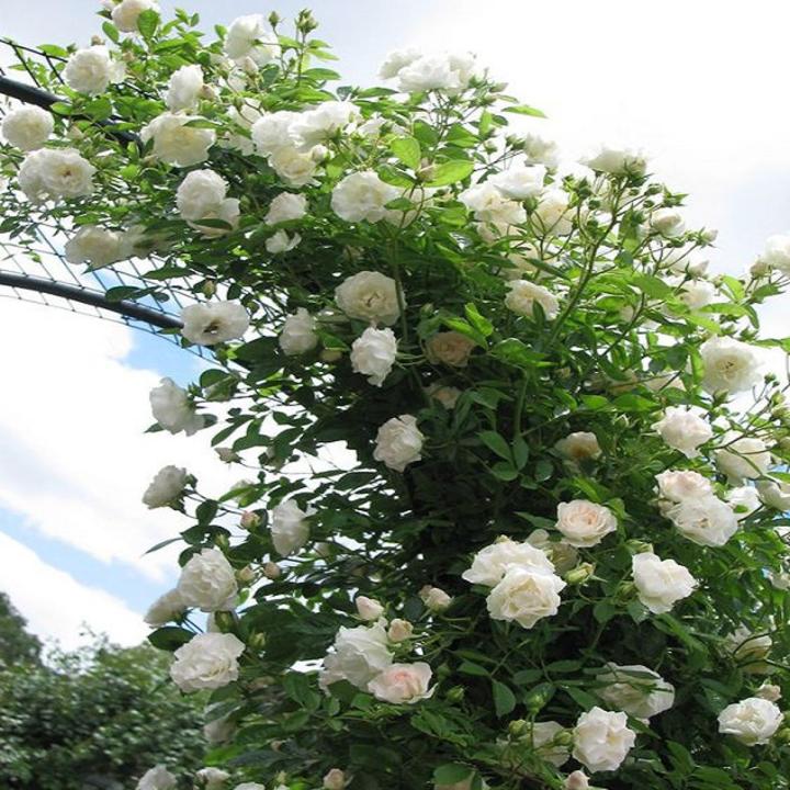 White Climbing Rose Flower Seeds
