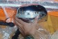 Flexible Side Mirror Turn Signal Indicator (Universal). 