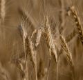 Wheat Bran - Miller's Bran Pure 500 Grams. 