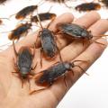 2Pcs Halloween Gadget Plastic Cockroaches Joke Decoration Rubber Toy Gags Practical Jokes Toys Plastic Bugs Cockroach. 