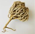 Maryum Booti مریم بوٹی Nabi Booti نبی بوٹی Rose of Jericho پنجہ مریم Anastatica Hierochuntica (10-g , 2-3 flowers). 