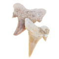 Megalodon Tooth Fossil Shark Teeth Marine Biology Science Teaching Specimen. 