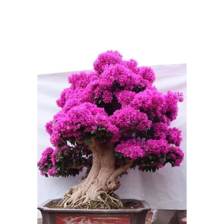 Bougainvillea Purple Tree Seeds