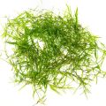Guppy Grass (Egeria najas)/aquarium plants/aquarium decoration. 
