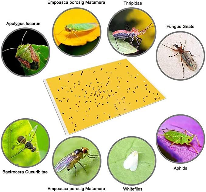 Insect%20Board%20Catcher%20Sticky%20Board%20Yellow%20Sticky%20Fly%20Traps,yellow%20Sticky%20Traps%20Mosquito%20Glue%20Board%20Sticky%20Fly%20Paper%20For%20Indoor%20And%20Outdoor%20Plant%20Protection%20Pest%20Control%20-%20Image%205