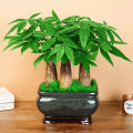 High Quality Bonsai Seeds (2pcs/bag) Pachira Tree Seeds for Sale Pachira Dwarf Money Tree Plant Seeds Lucky Plant Pachira Aquatica Tree Seeds for Planting Indoor Ornamental Plants Air Plants Real Live Plants for Sale Easy Planting Home Garden Decoration. 