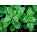 Peppermint Mint / Podina Round Leaves Herb Kitchen Gardening Seeds. 