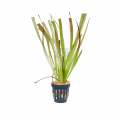 Red Jungle Vallisneria Aquarium plant. 