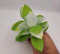 FLOWERS BAIL SHAPE CRAPE PAPER BANNER PACK OF 4 FLOWER BANNER IN MULTI COLOR. 