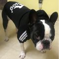 【KuaKe Mall】Big Clothes Sweatshirt Winter Warm Adidog Dog Clothing For Labrador Yorkies Medium Large French Dog Hoodie. 