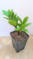 zz Plant Zamioculcas zamiifolia Indoor Table ZZ Plant Oxygen Plant. 