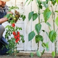 250 Pcs Tomato Clips, Plant Support Clips and J Tomato Hooks Plant Clips and 50 Pcs J Tomato Hooks White Plastic Lattice Clamp. 