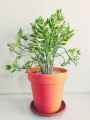 (Pack of 3 & 6) High Quality Fiber Plastic Flower Pot (Multicolor - Height: 8"  &  Dia: 7 inches), Flexible for indoor and outdoor use, Greenness Nursery Multi-Color Well Designed Large Gamla Pot, Nursery Crown Pot for Garden Balcony Flowering Pot. 