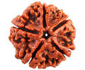 Big 5 Pedals Rudraksha Bodhi Beads Five Mulki Faces Prayer Beads. 