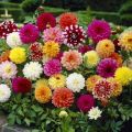 Dahlia Flower Seed. 