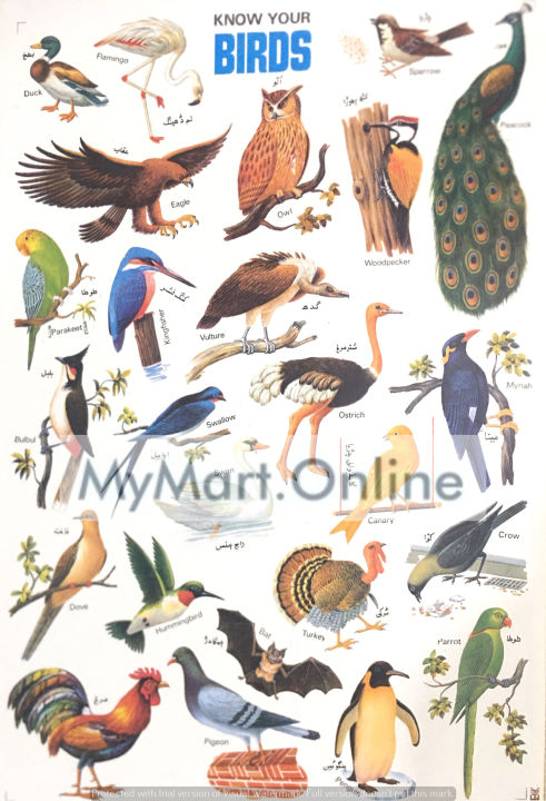 Sticker%20for%20Kids/%20Sticker%20sheet%208%20Pcs/%20Urdu%20Sticker%20Pack%20/%20Animals,%20Birds,%20Fruits,%20Vegetables%20Stickers%20/%20Stickers%20for%20DIY%20Flashcards%20-%20Image%208