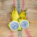 Aussie Gold Dragon Fruit Plant (Yellow Dragon , Fruit cactus) Original Plant With Gold Fruit About 2 Feet Without Gamla Sweet Fruity Plant Best Quality Live Plant With Oxygen Bomb Plant Indoor & Outdoor Home Gardening & Healthy Plant. 