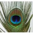 20Pcs Peacock Feather Tail Eye 70Cm-80Cm Height (Natural Original Real). 
