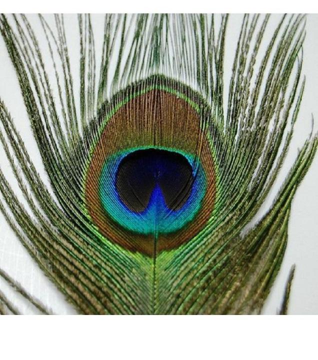 20Pcs%20Peacock%20Feather%20Tail%20Eye%2070Cm-80Cm%20Height%20(Natural%20Original%20Real)%20-%20Image%203
