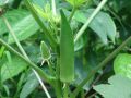 Okra Lady Finger (Bhindi) Kitchen Gardening Vegetable Seeds. 
