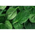 Spinach / Palak Vegetable Seeds - High Germination Rate. 