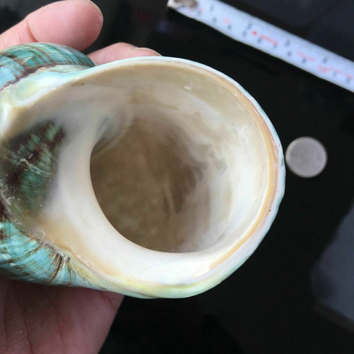 10CM%20Green%20Turbo%20Natural%20Rare%20Sea%20Shell%20Conch%20Stunning%20Healing%20Decor%20Ocean%201Pcs%20-%20Image%205