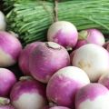 Turnip(purple)seeds(shaljam k beej/Shalgam k beej)(شلجم/شلغم کے بیج)Hybrid/Germinated/Best Quality/Fast growing/Excellent Germination/High Quality/Healthy Vegetable Seeds/Vegetable/Home/Kitchen/Gardening seeds/beej/Vegetables Seeds Packetk. 
