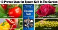 Epsom Salt 500 gram–for Plant Growth- Epsom Salt With Crystals For Plants/bath. 