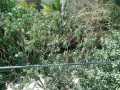 10 Castor oil seeds 100percent germinate for grow caster plant Eranda ( Riccinus communis ) castor been arand treeuse for many purpose. 
