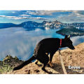 Migeet 2021 Calendar Pooping Pooches Funny Gag Gift Wall Calendar Pooping Dogs Calendary. 
