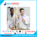IBEX SCIENCES Skeleton Model 85cm / 2.8ft | Complete bones skeleton | Teaching Model | PVC. 