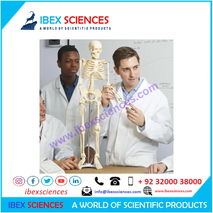 IBEX%20SCIENCES%20Skeleton%20Model%2085cm%20/%202.8ft%20%7C%20Complete%20bones%20skeleton%20%7C%20Teaching%20Model%20%7C%20PVC%20-%20Image%204