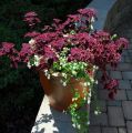 Trailing Plum Coleus Plant Seeds. 