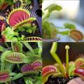 10pcs Giant Clip Venus Flytrap Bonsai Seeds. 