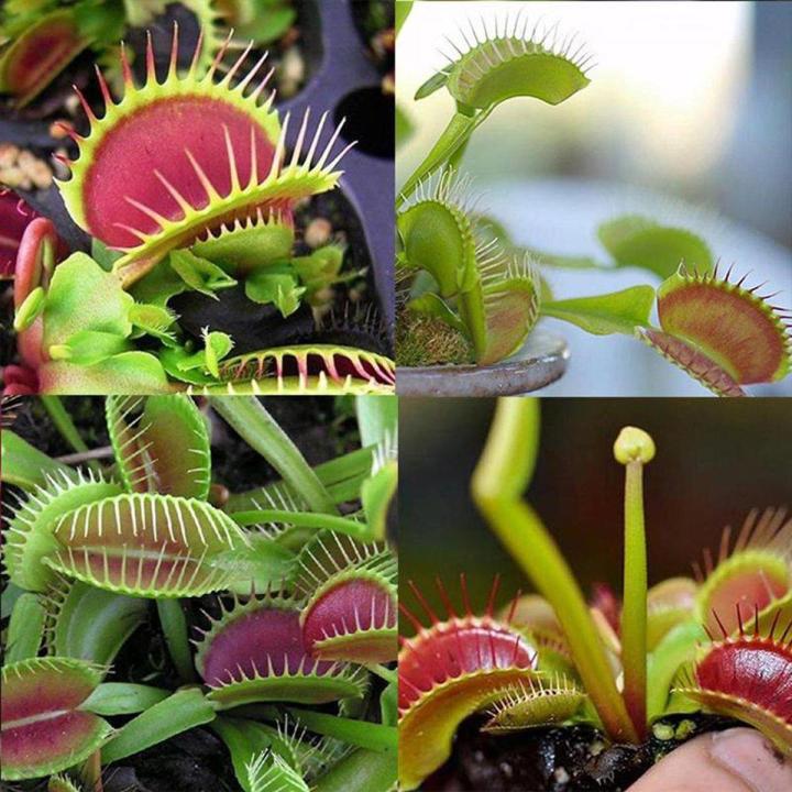 10pcs Giant Clip Venus Flytrap Bonsai Seeds