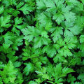 Herb – Parsley Italian Flat - Home Kitchen Gardening Seeds. 