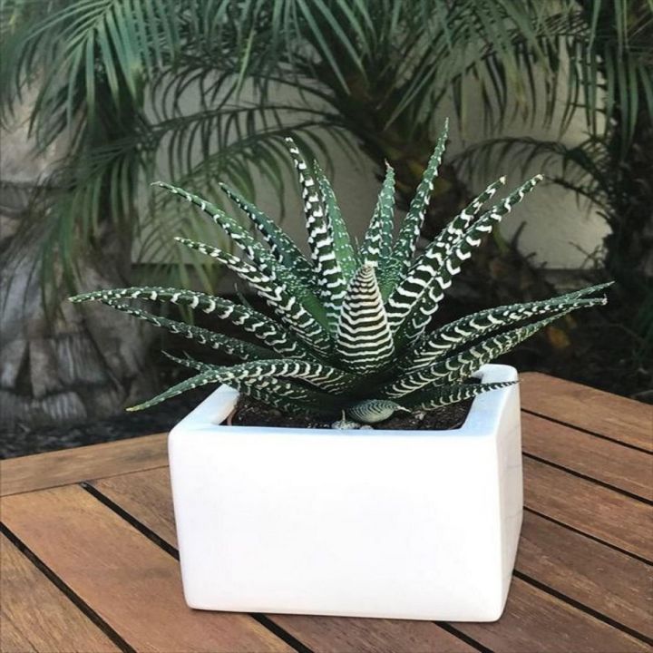 Zebra Plant Succulent Seeds