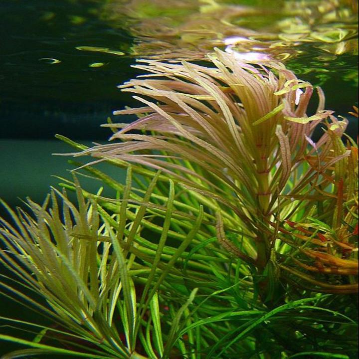Pogostemon Stellatus (Narrow-Leaf)/aquarium plants/aquarium decoration