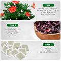 TeaDreamTea Hibiscus Tea Bags | 30 Bleach-Free Tea Bags | Caffeine Free | Dried Hibiscus Flowers | Hibiscus Flower Tea | Dried Flower Tea | Brew Hot or Iced |Herbal Hibiscus Tea. 