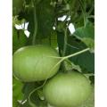 Round Gourd (Gool Kadu) Desi Vegetable Seeds - Kitchen Gardening. 