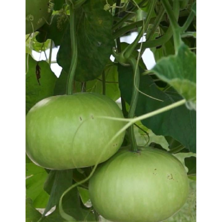 Round Gourd (Gool Kadu) Desi Vegetable Seeds - Kitchen Gardening