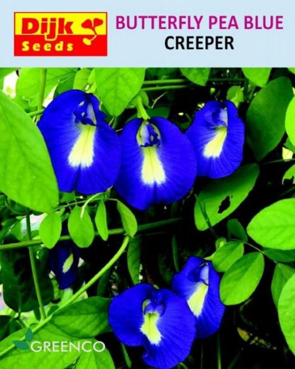 Butterfly%20Pea%20Creeper%20Summer%20Season%20Flower%20Seeds%20-%20Image%202