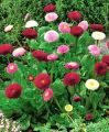 Seeds  - Bellis Perennis Pomponette Daisy Mix Seeds - Home Kitchen Gardening Flower Seeds. 