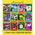 1 Pack Imported Best Quality Long Life Creeper Seeds. 