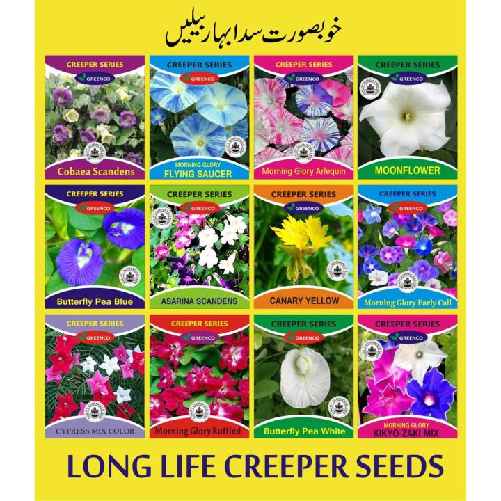 1 Pack Imported Best Quality Long Life Creeper Seeds