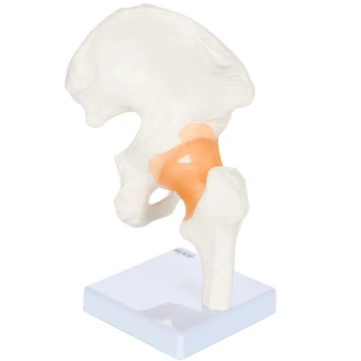 IBEX%20SCIENCES%20Life%20Size%20Hip%20Bone%20Anatomy%20Pelvis%20Model%20with%20Flexible%20Ligaments%20and%20Bony%20Landmarks%20%E2%80%93%20Realistic%20Design,%20Includes%20Base%20and%20Product%20Manual,%20Medical%20Joint%20Holder%20Anatomy%20Life%20Size%20-%20Image%202